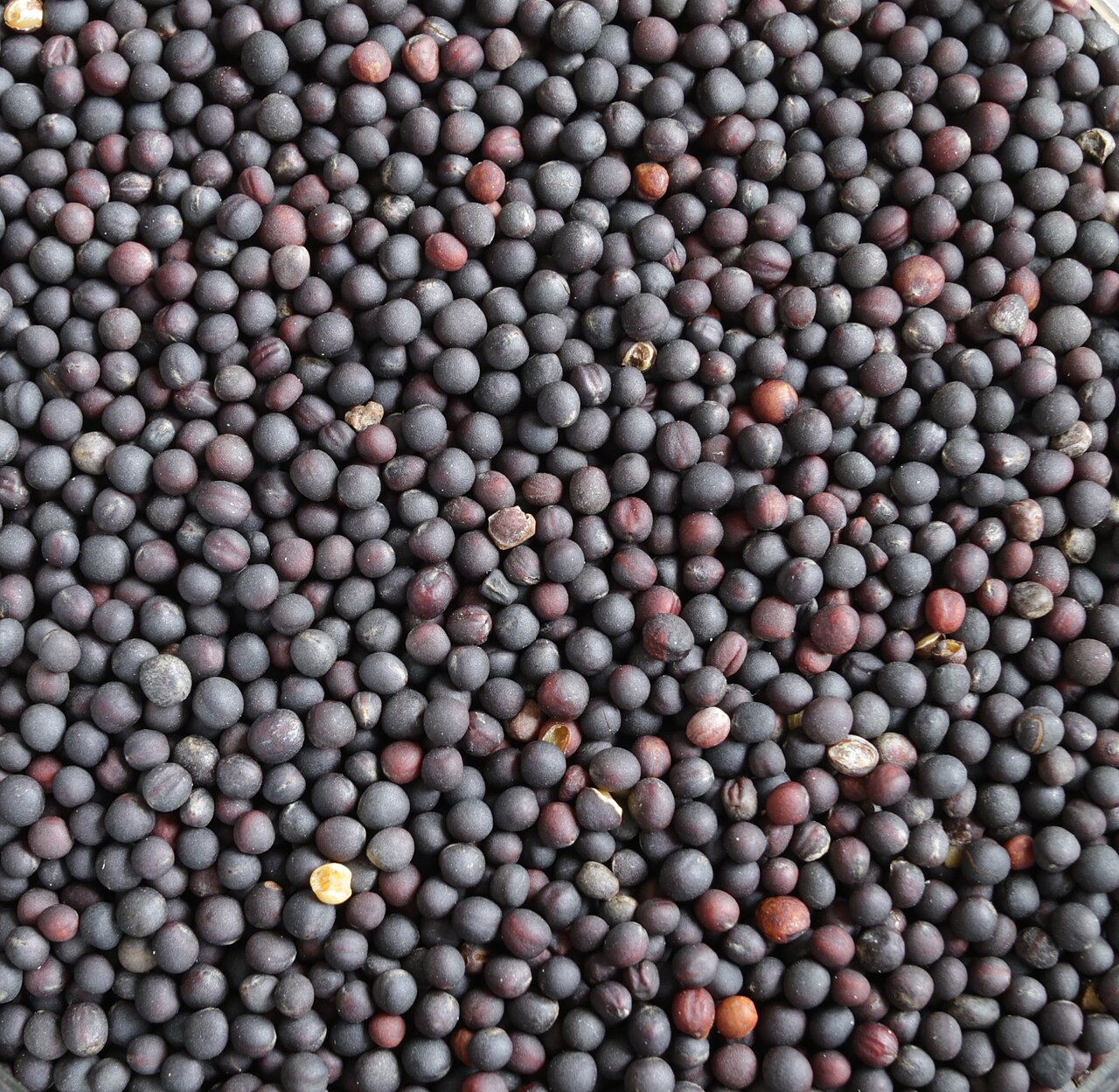 دانه روغنی کلزا